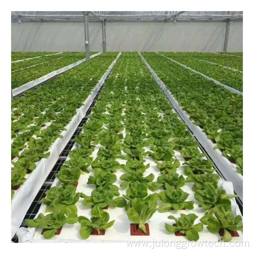 Polycarbonate Sheet Agricultural Lettuce Greenhouses